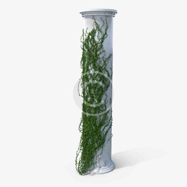 Green ivy
